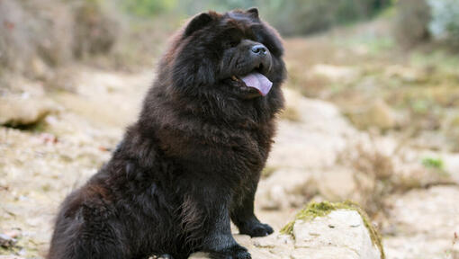 Show me shops a chow chow